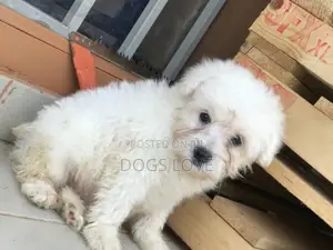 1-3 months Male Purebred Maltese