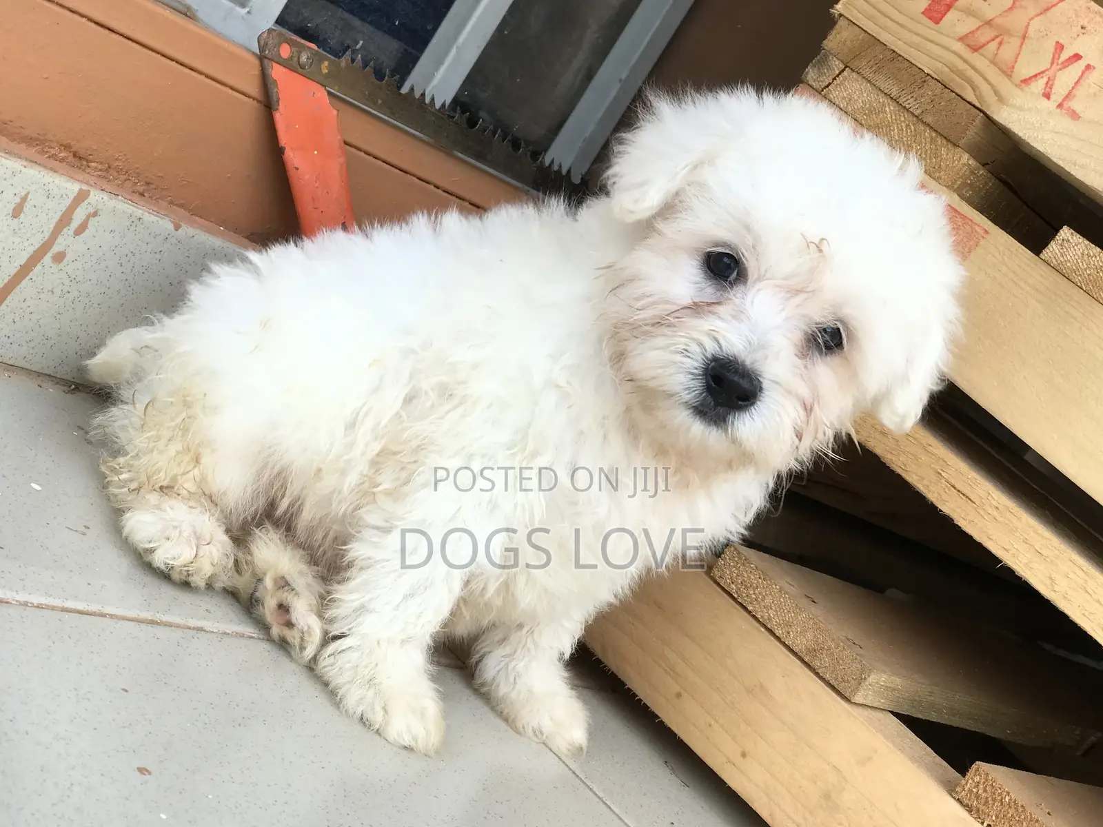1-3 months Male Purebred Maltese