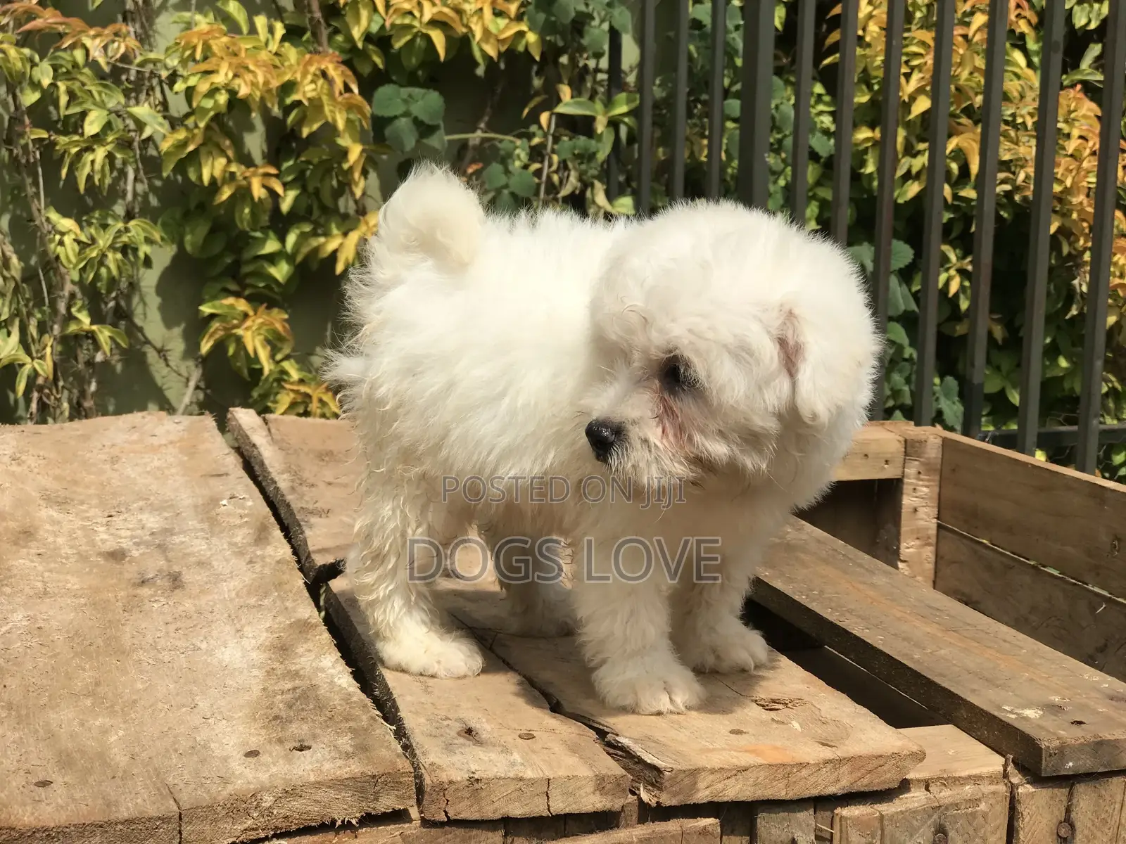 1-3 months Male Purebred Maltese