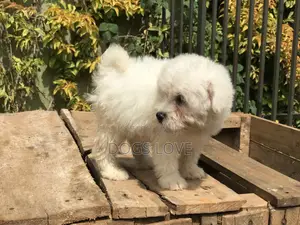 1-3 months Male Purebred Maltese