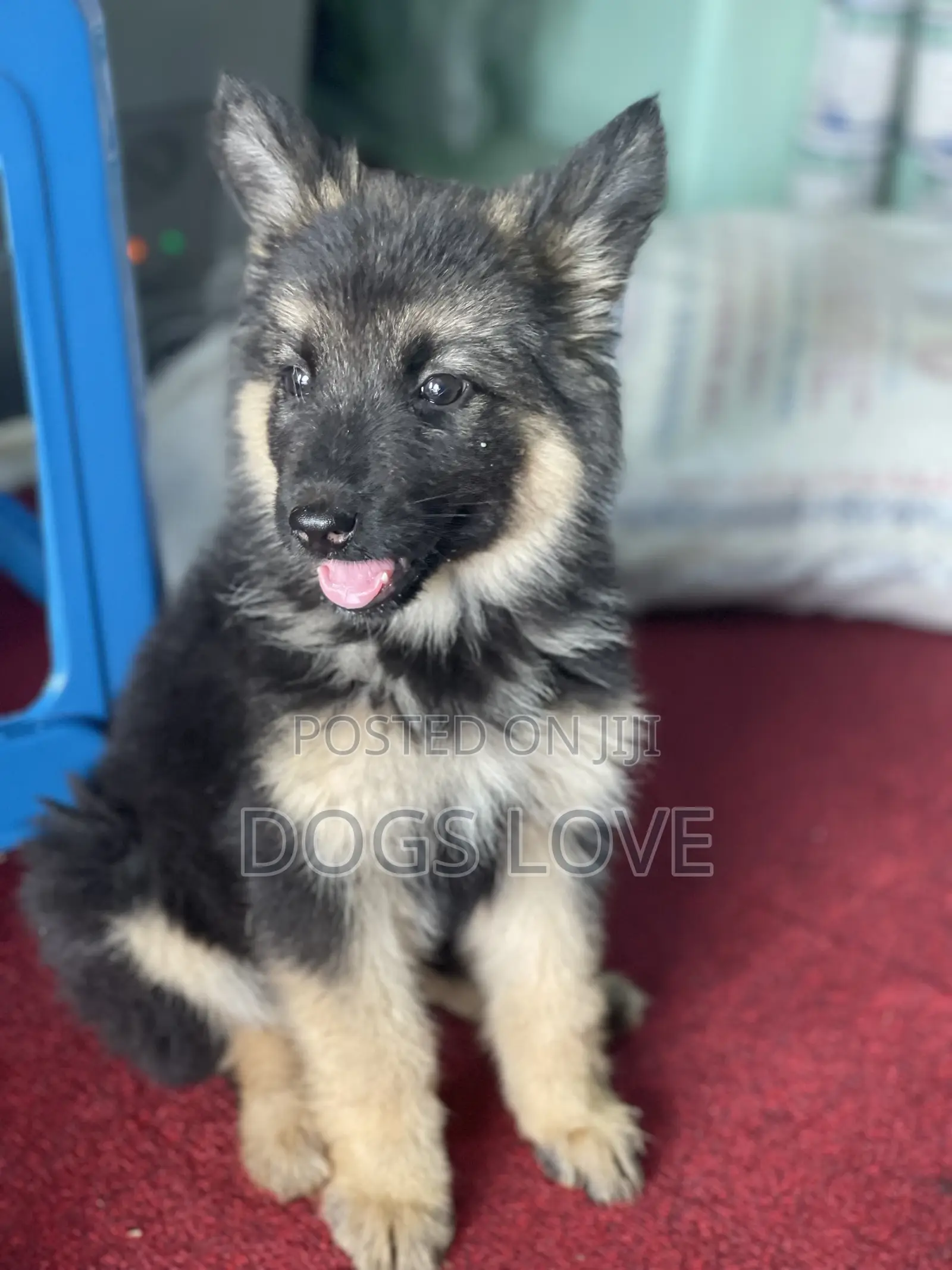 1-3 months Female Purebred German Shepherd