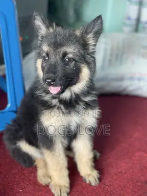 1-3 months Female Purebred German Shepherd