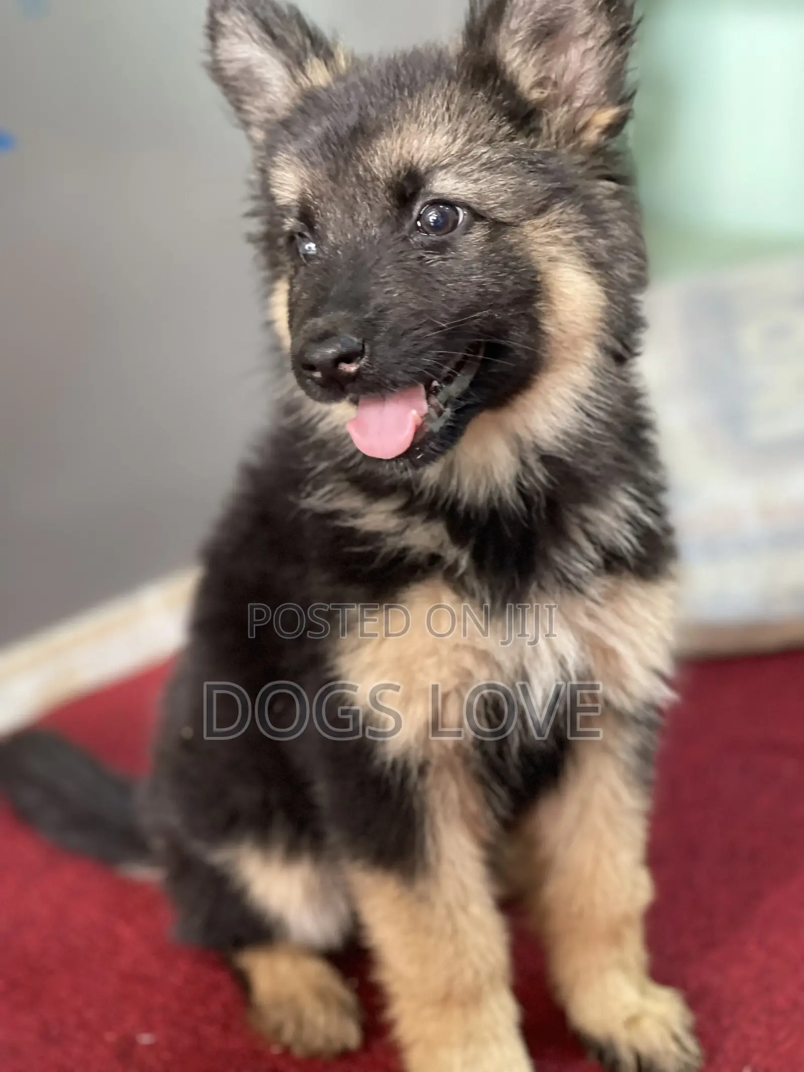 1-3 months Female Purebred German Shepherd