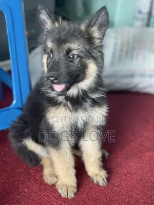 1-3 months Female Purebred German Shepherd