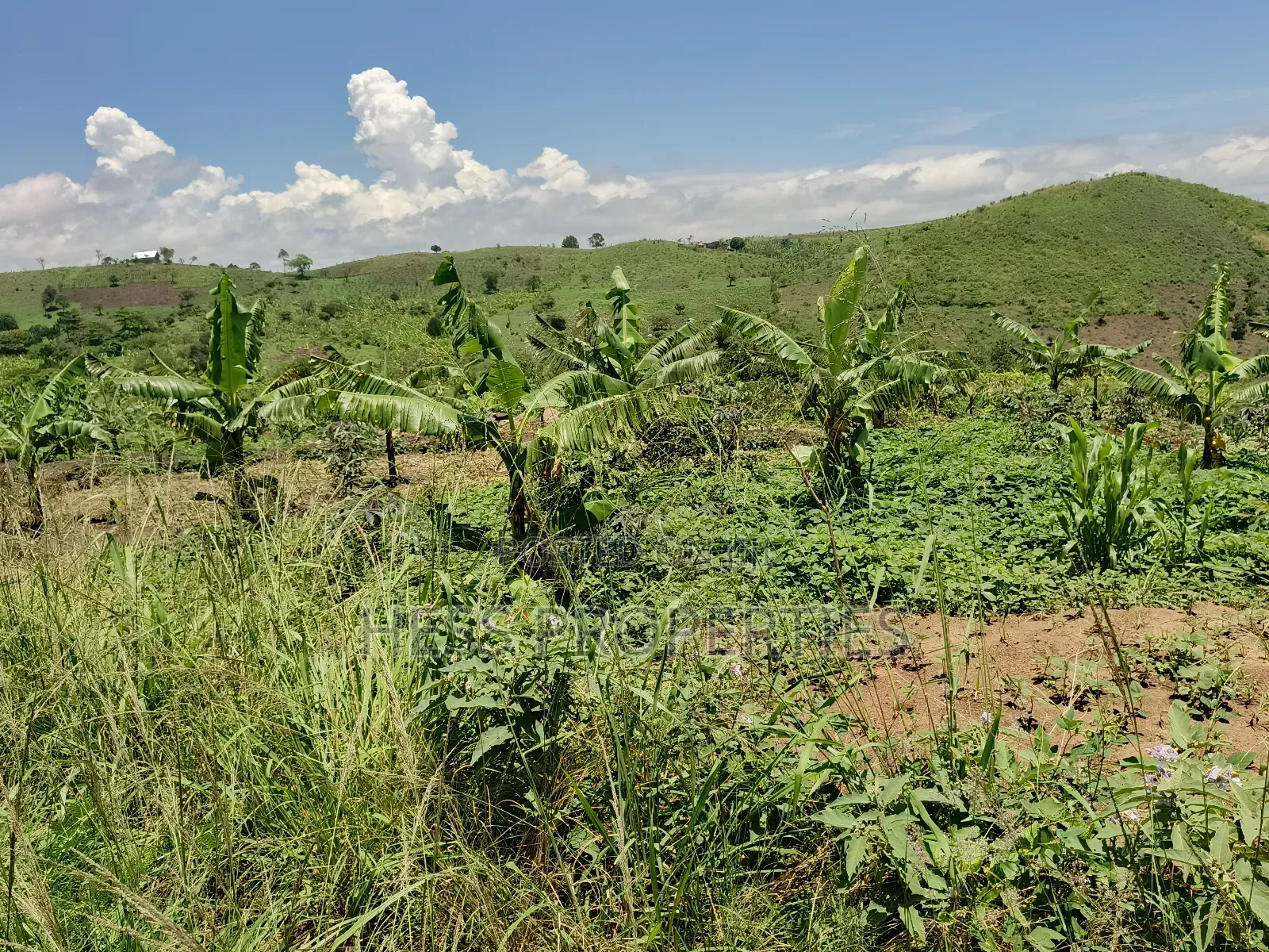 Farmland on Sale