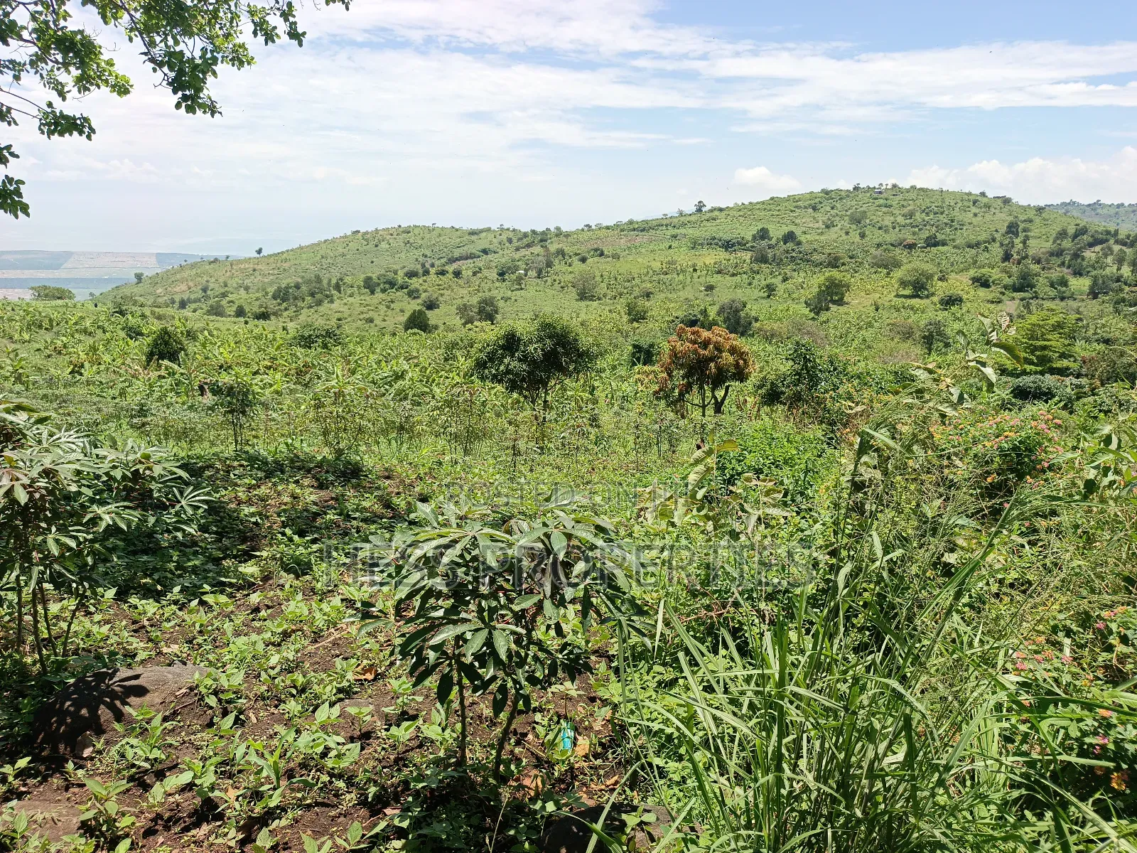 Farmland on Sale