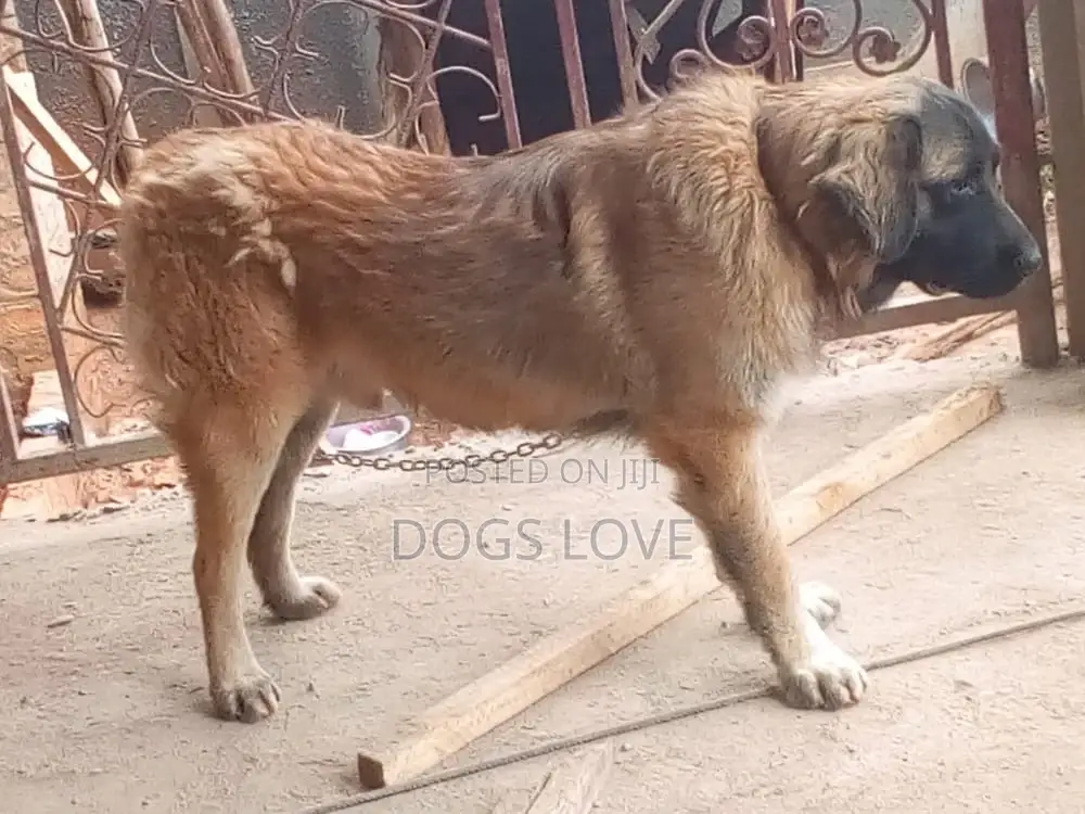 6-12 months Female Purebred Caucasian Shepherd