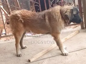 6-12 months Female Purebred Caucasian Shepherd