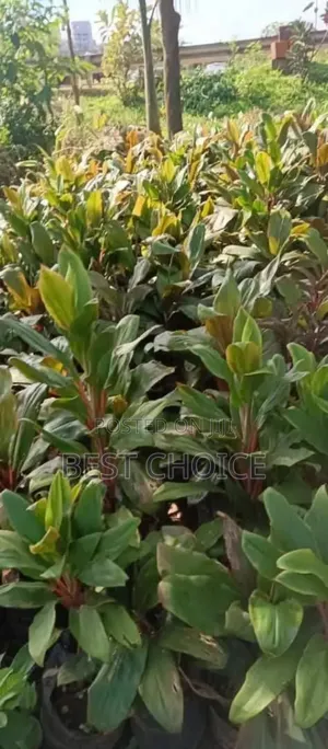 Flowers and Plants That Speak Beauty and Love