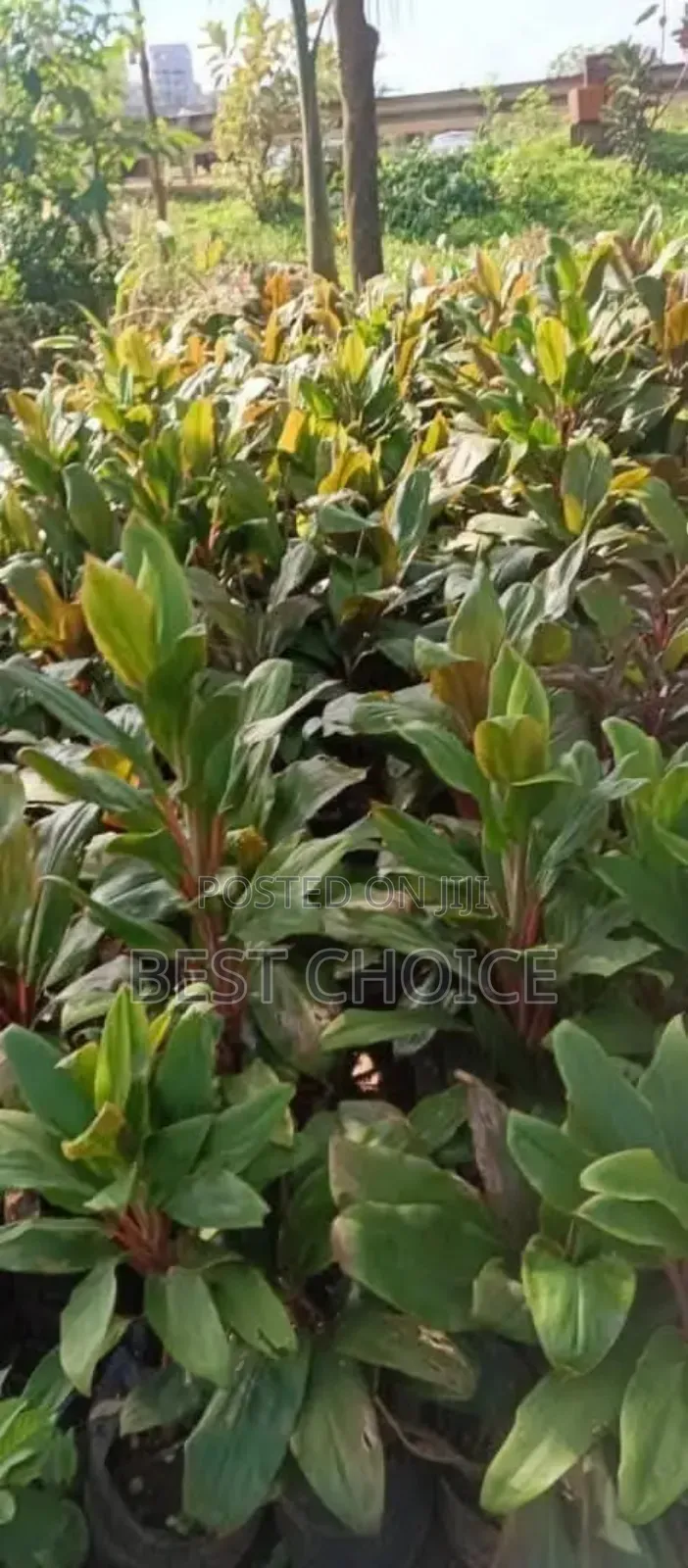 Flowers and Plants That Speak Beauty and Love