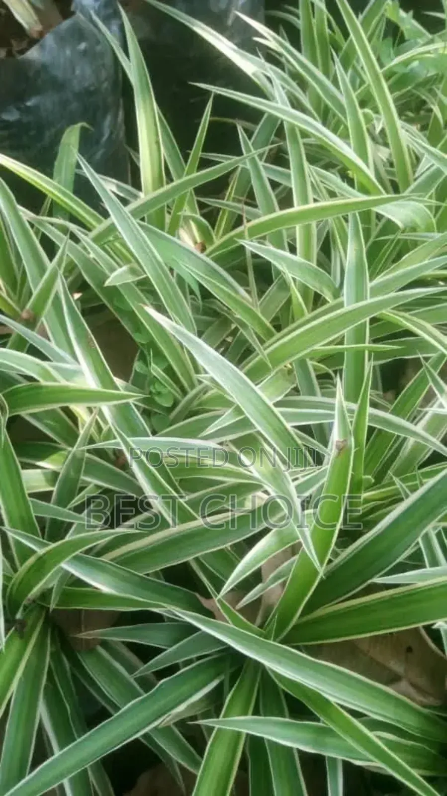Flowers and Plants That Speak Beauty and Love