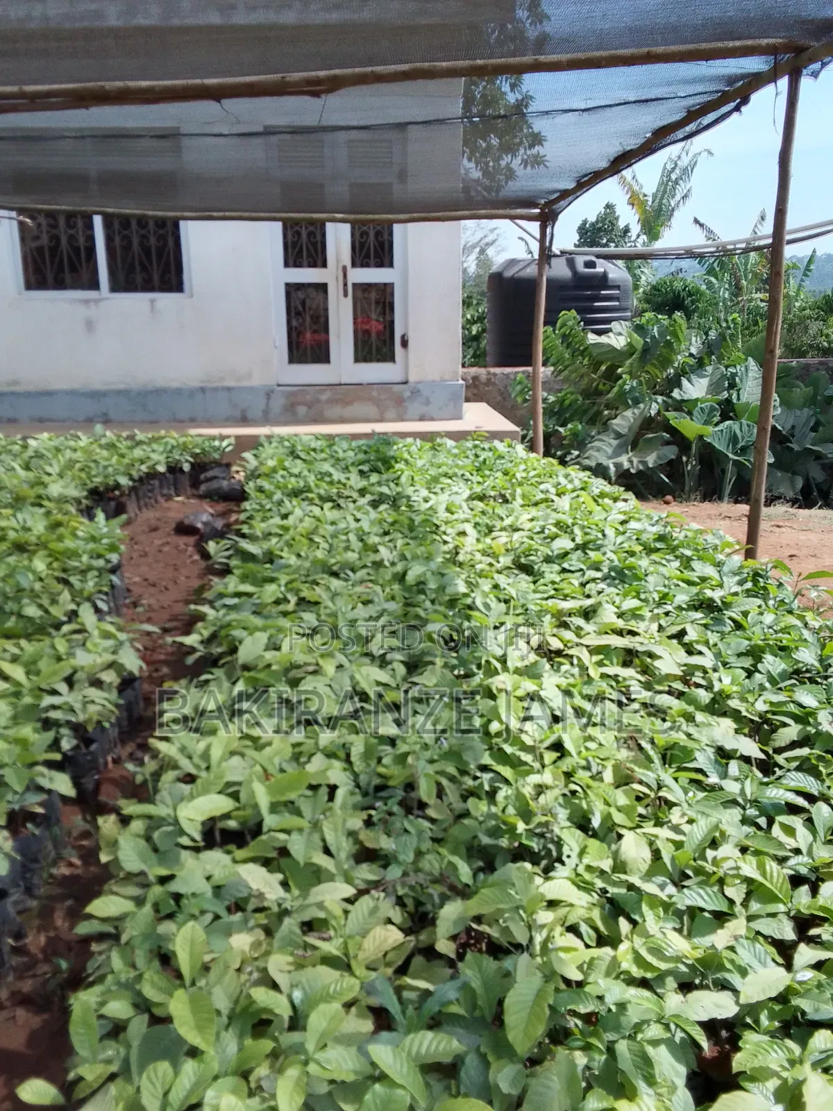 Coffee Seedlings Colonel