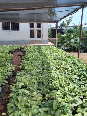 Coffee Seedlings Colonel