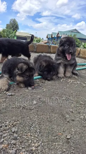1-3 months Female Purebred German Shepherd