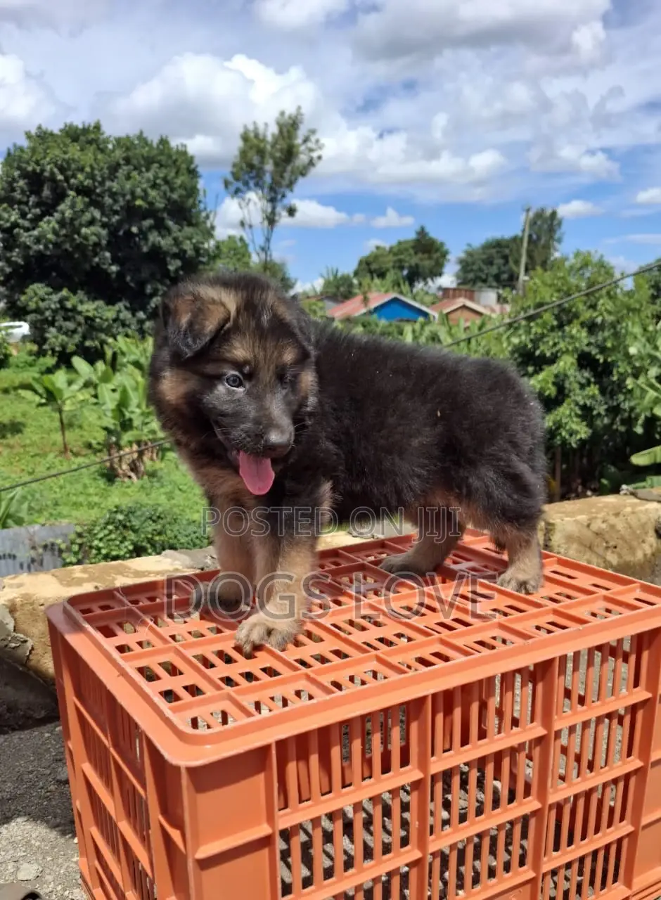 1-3 months Female Purebred German Shepherd