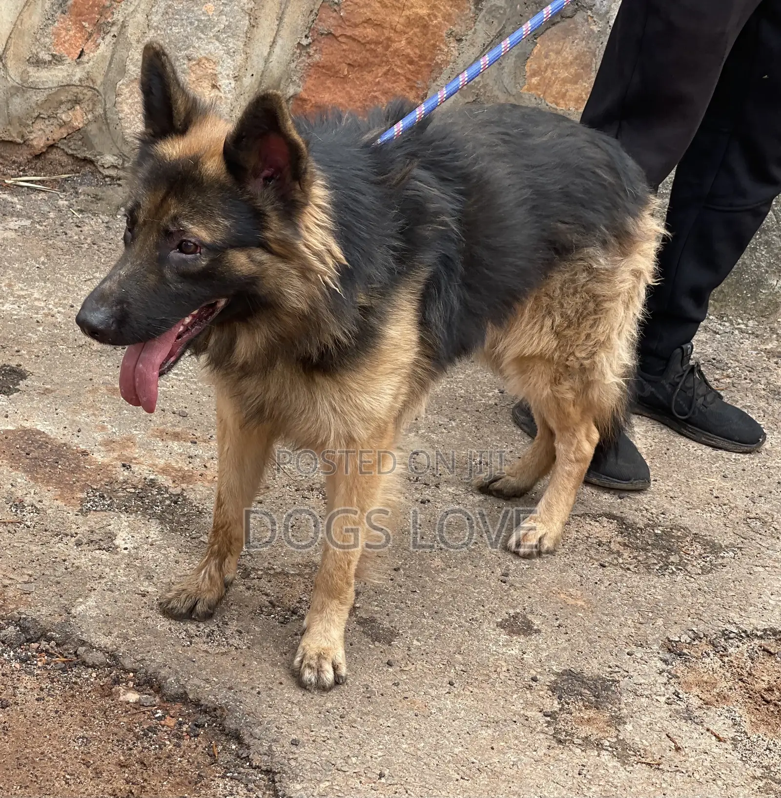 6-12 months Male Purebred German Shepherd