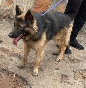 6-12 months Male Purebred German Shepherd