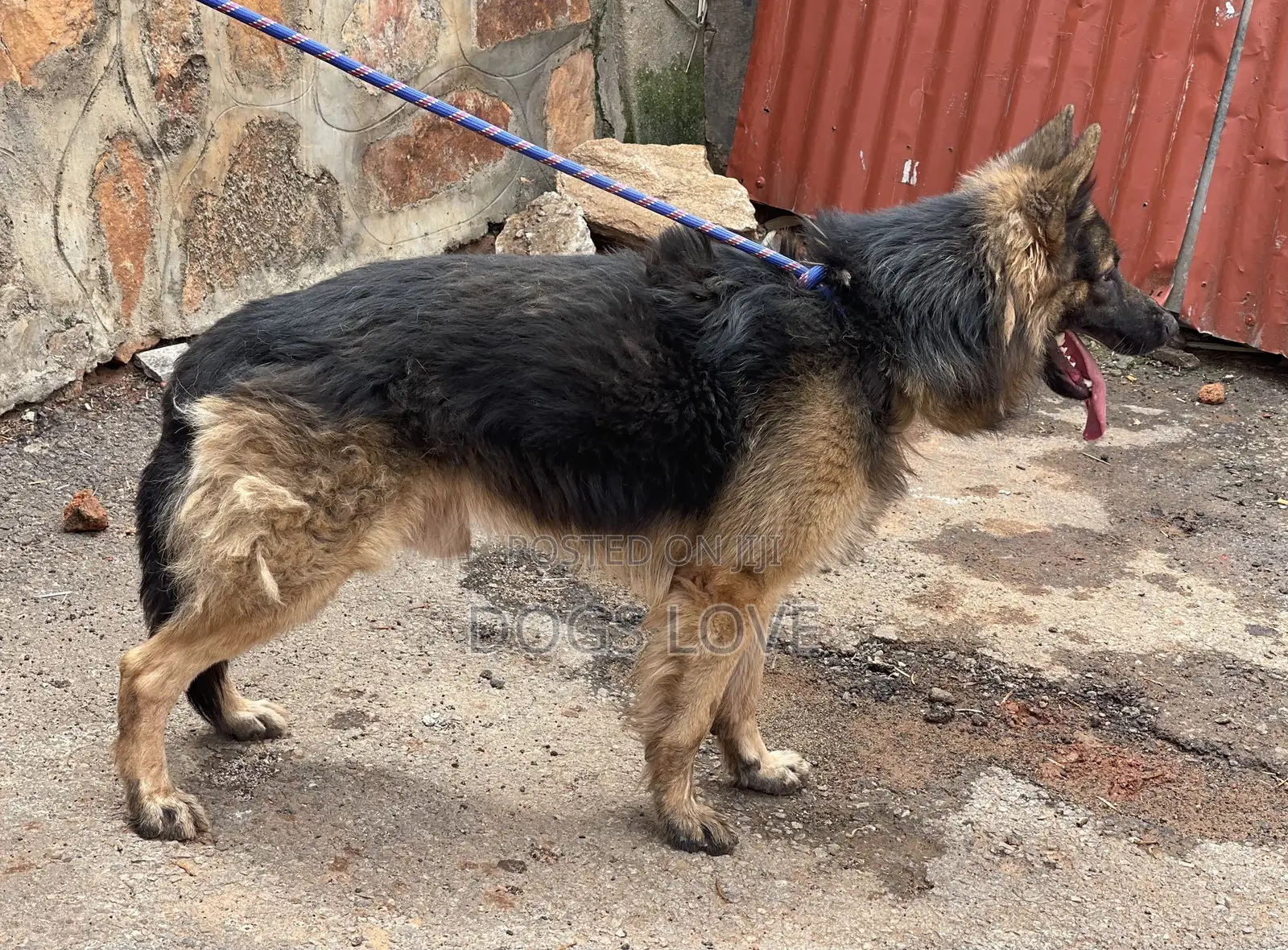 6-12 months Male Purebred German Shepherd