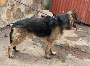6-12 months Male Purebred German Shepherd