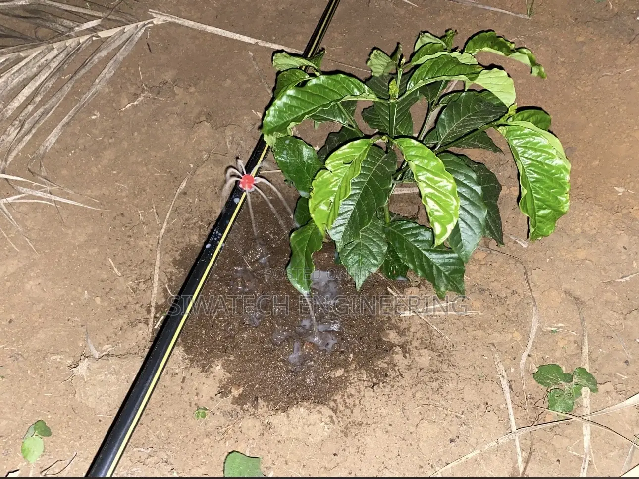 Drip Irrigation