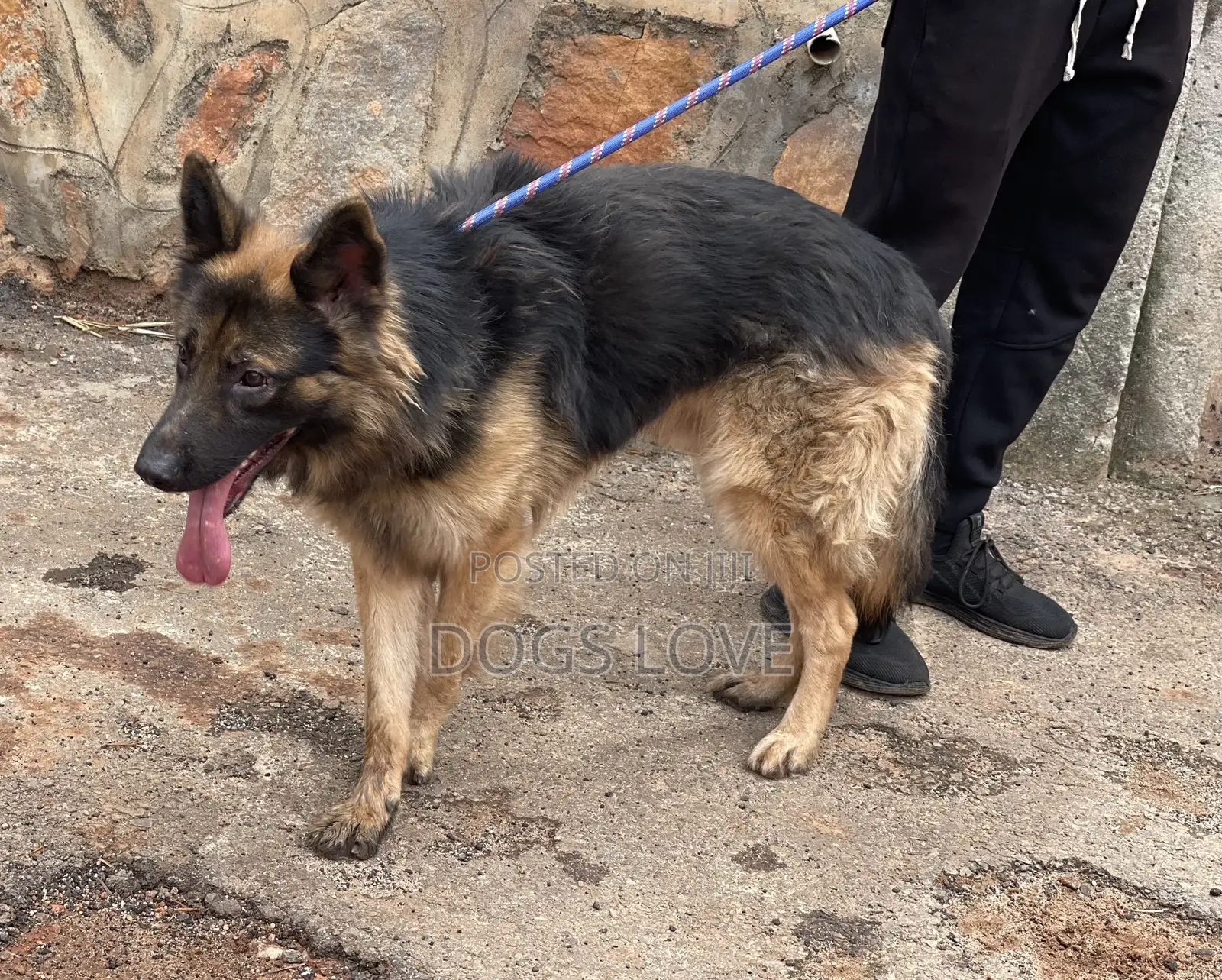 6-12 months Male Purebred German Shepherd