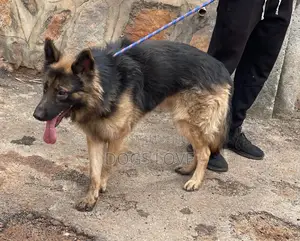 6-12 months Male Purebred German Shepherd