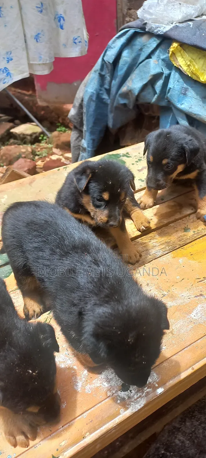 1-3 months Female Purebred German Shepherd