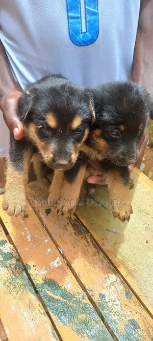 1-3 months Male Purebred German Shepherd