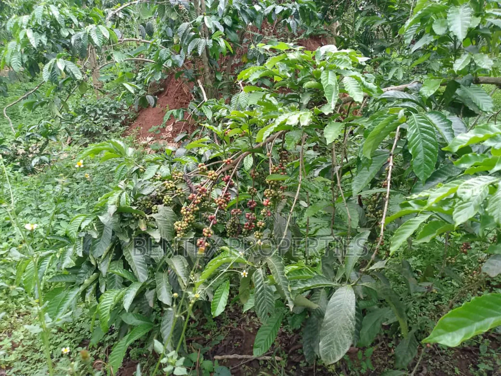 100 Acres for Sale in Kayunga-Buguvu Busana Rd 20m Per Each