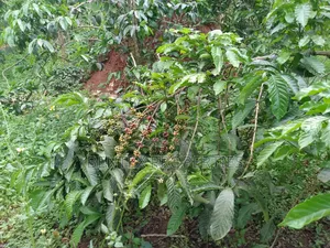 100 Acres for Sale in Kayunga-Buguvu Busana Rd 20m Per Each