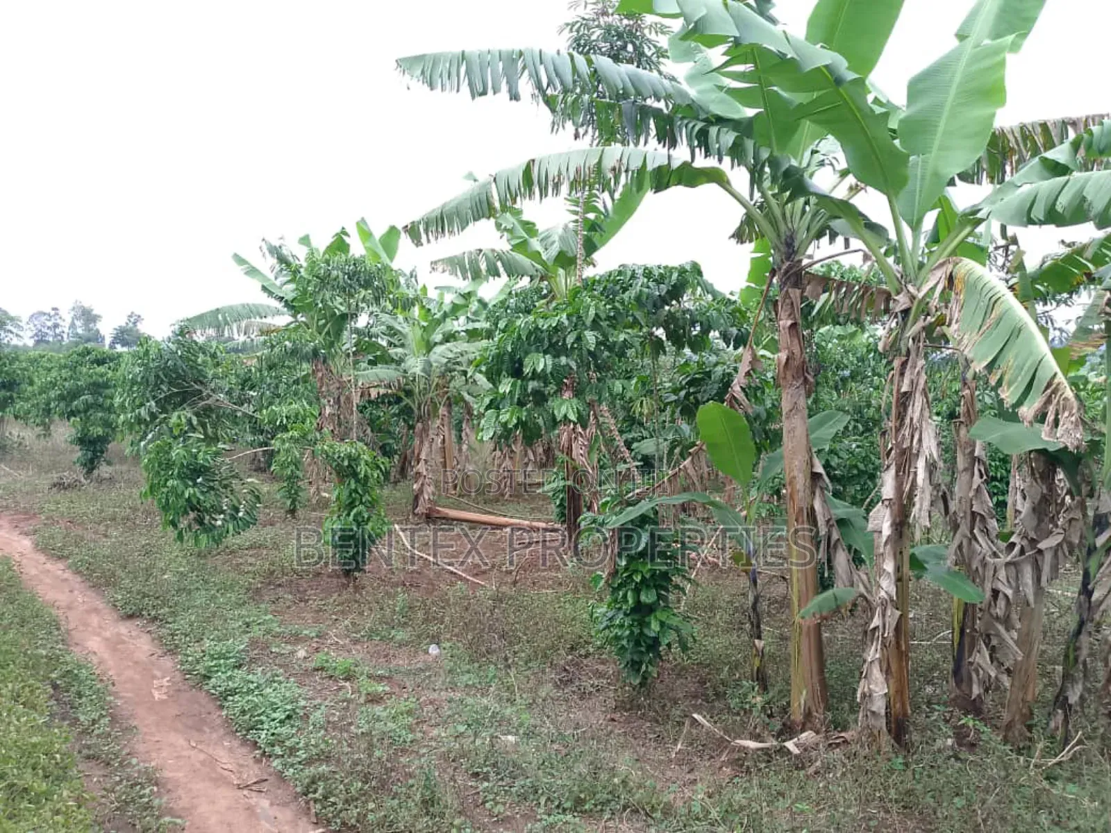 100 Acres for Sale in Kayunga-Buguvu Busana Rd 20m Per Each