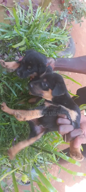 0-1 month Female Purebred German Shepherd