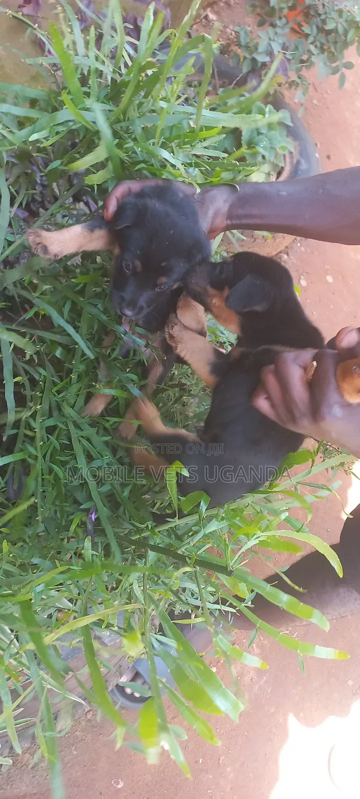 1-3 months Female Purebred German Shepherd