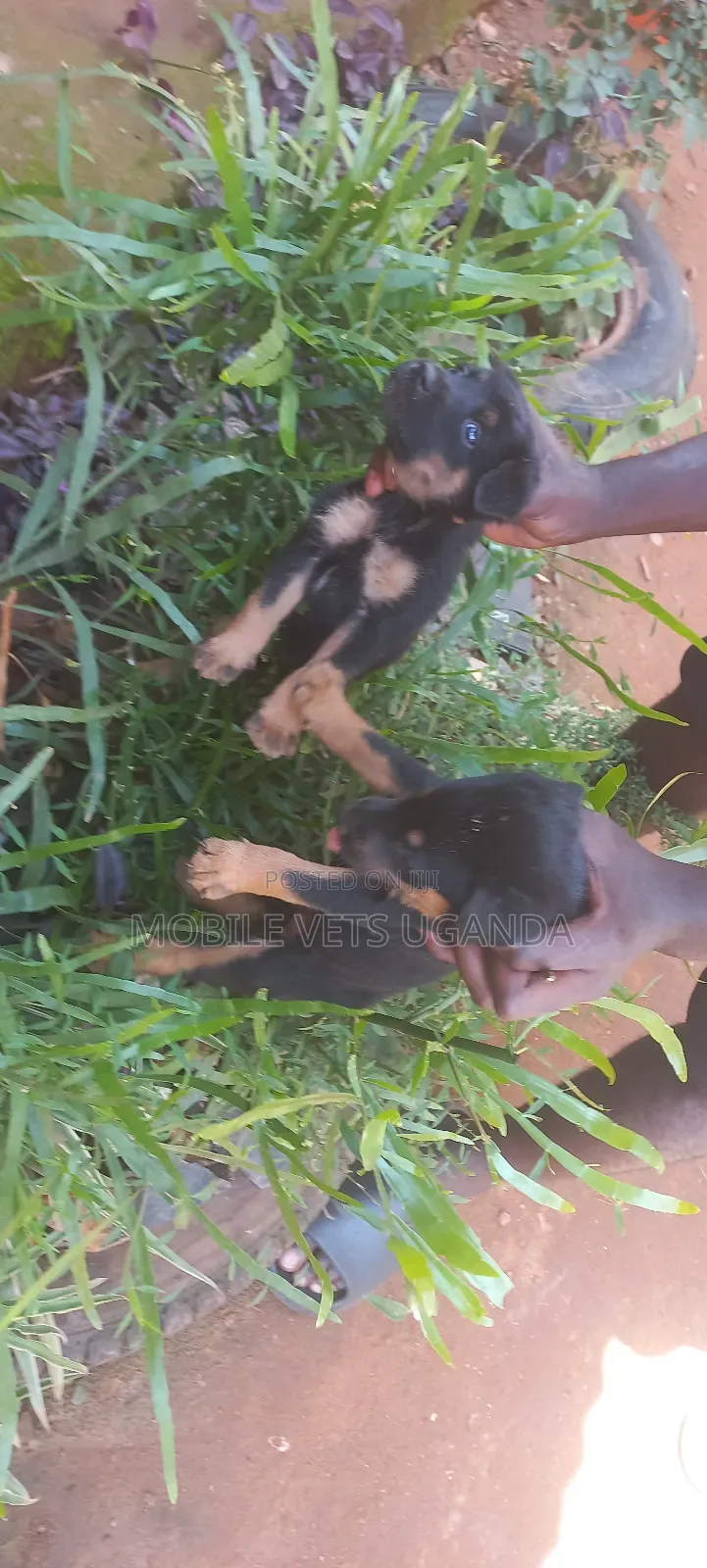 0-1 month Male Purebred German Shepherd