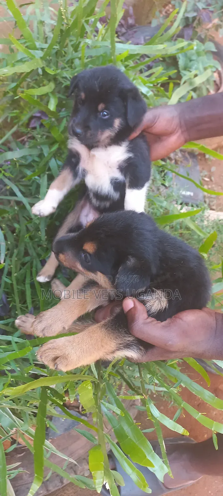 0-1 month Male Purebred German Shepherd