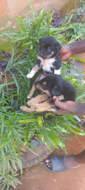 1-3 months Female Purebred German Shepherd