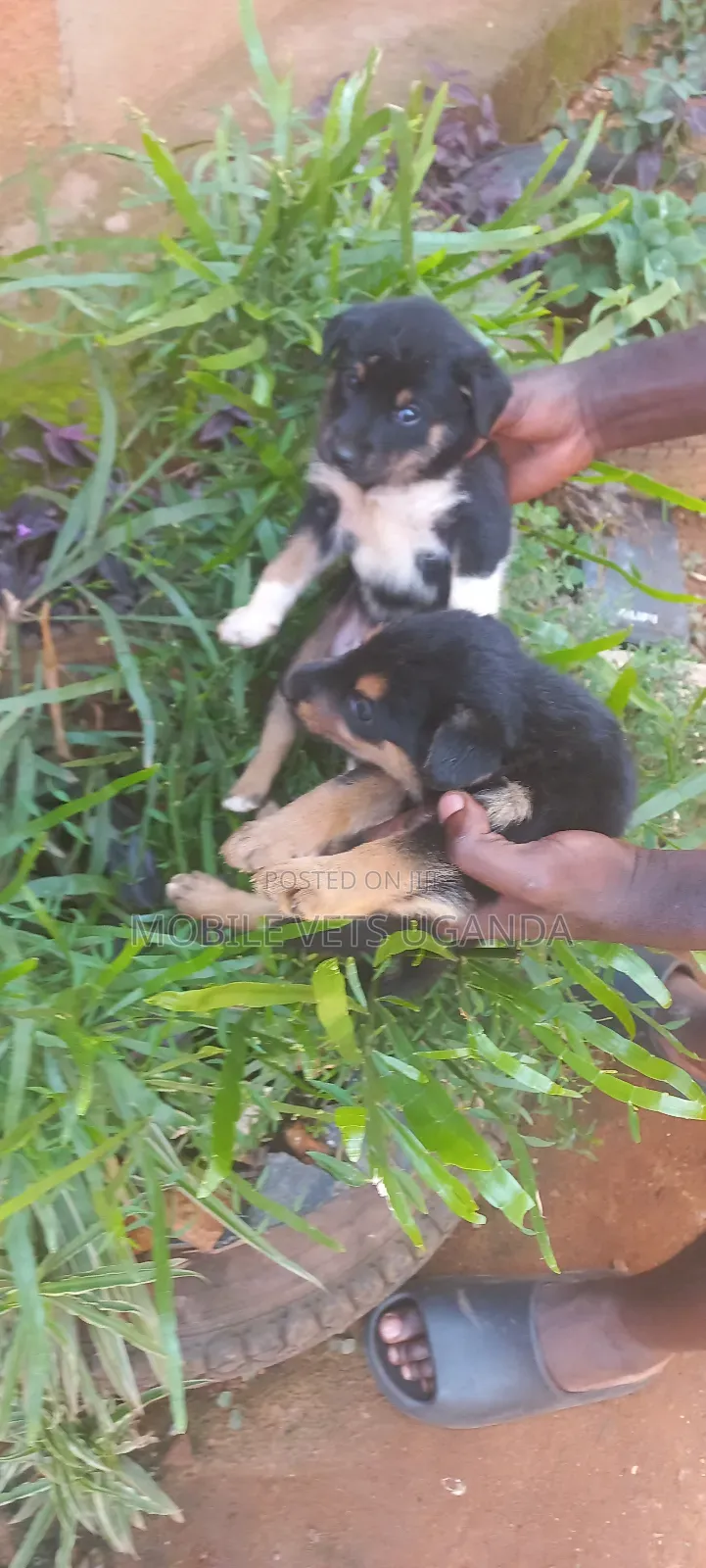 1-3 months Female Purebred German Shepherd