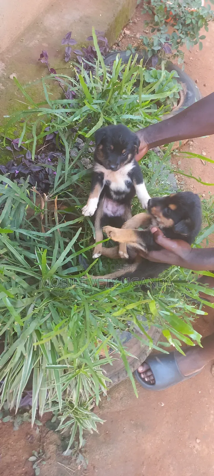 0-1 month Male Purebred German Shepherd