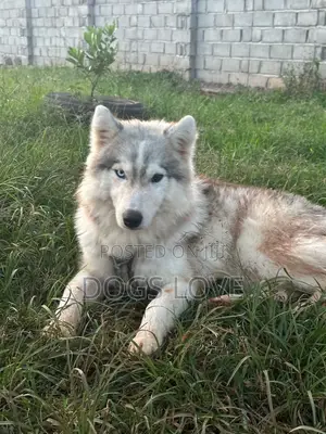 3-6 months Male Purebred Siberian Husky