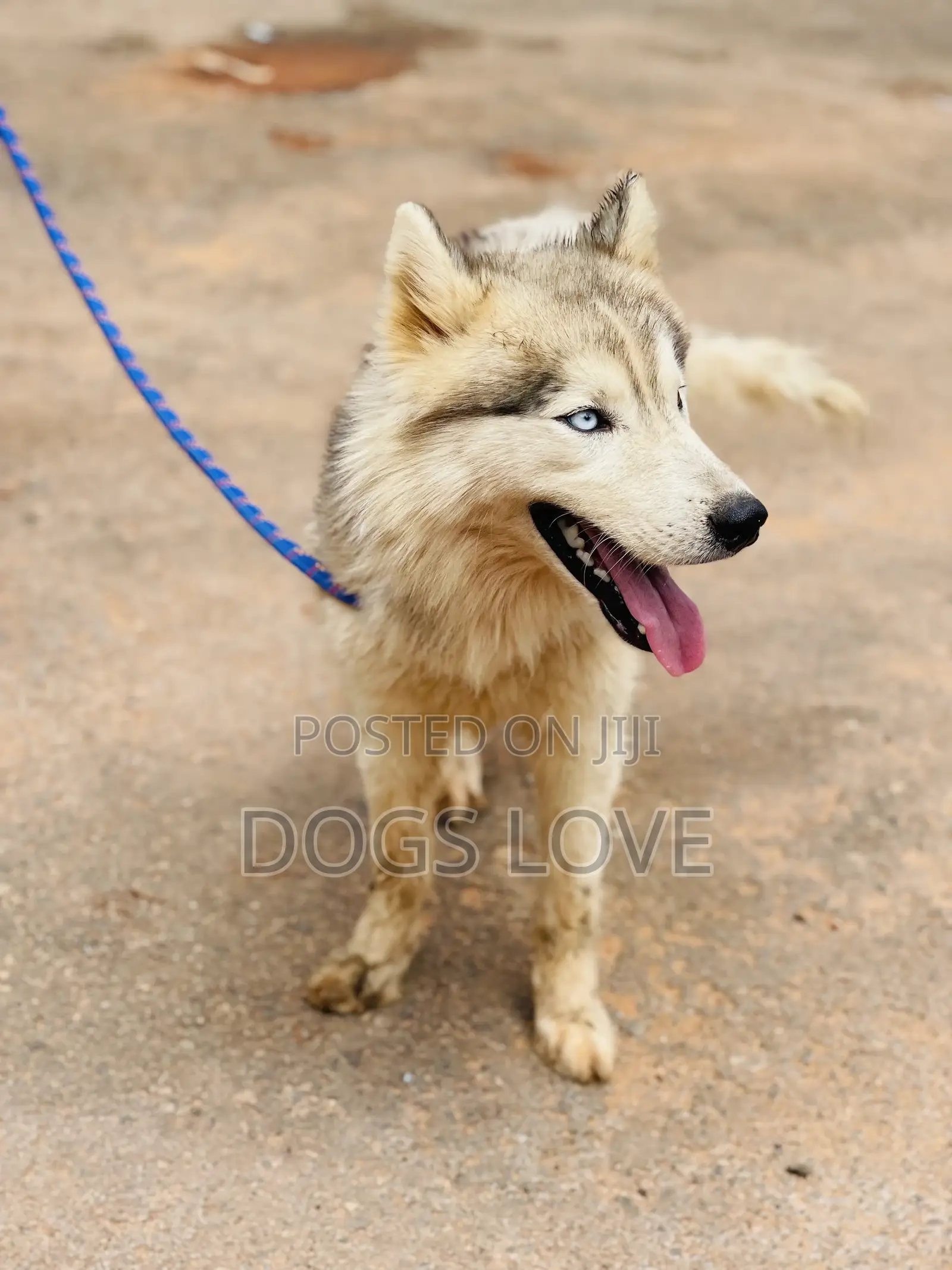 3-6 months Male Purebred Siberian Husky