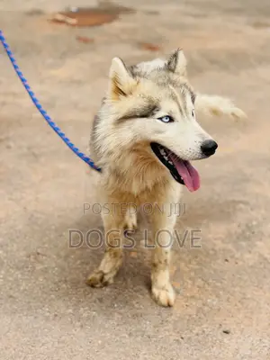 3-6 months Male Purebred Siberian Husky