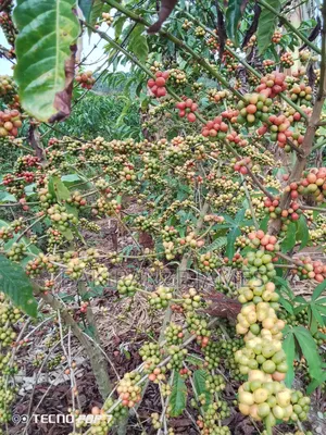Coffee Seedlings Colone