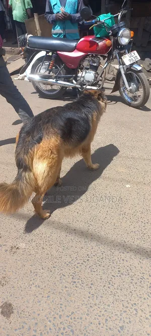 6-12 months Male Purebred German Shepherd
