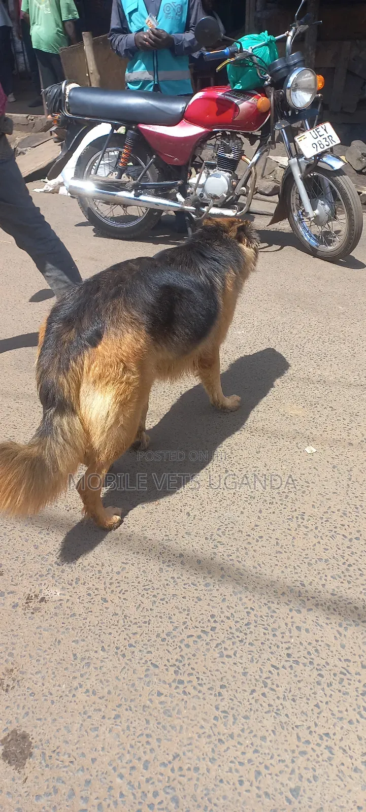 6-12 months Male Purebred German Shepherd