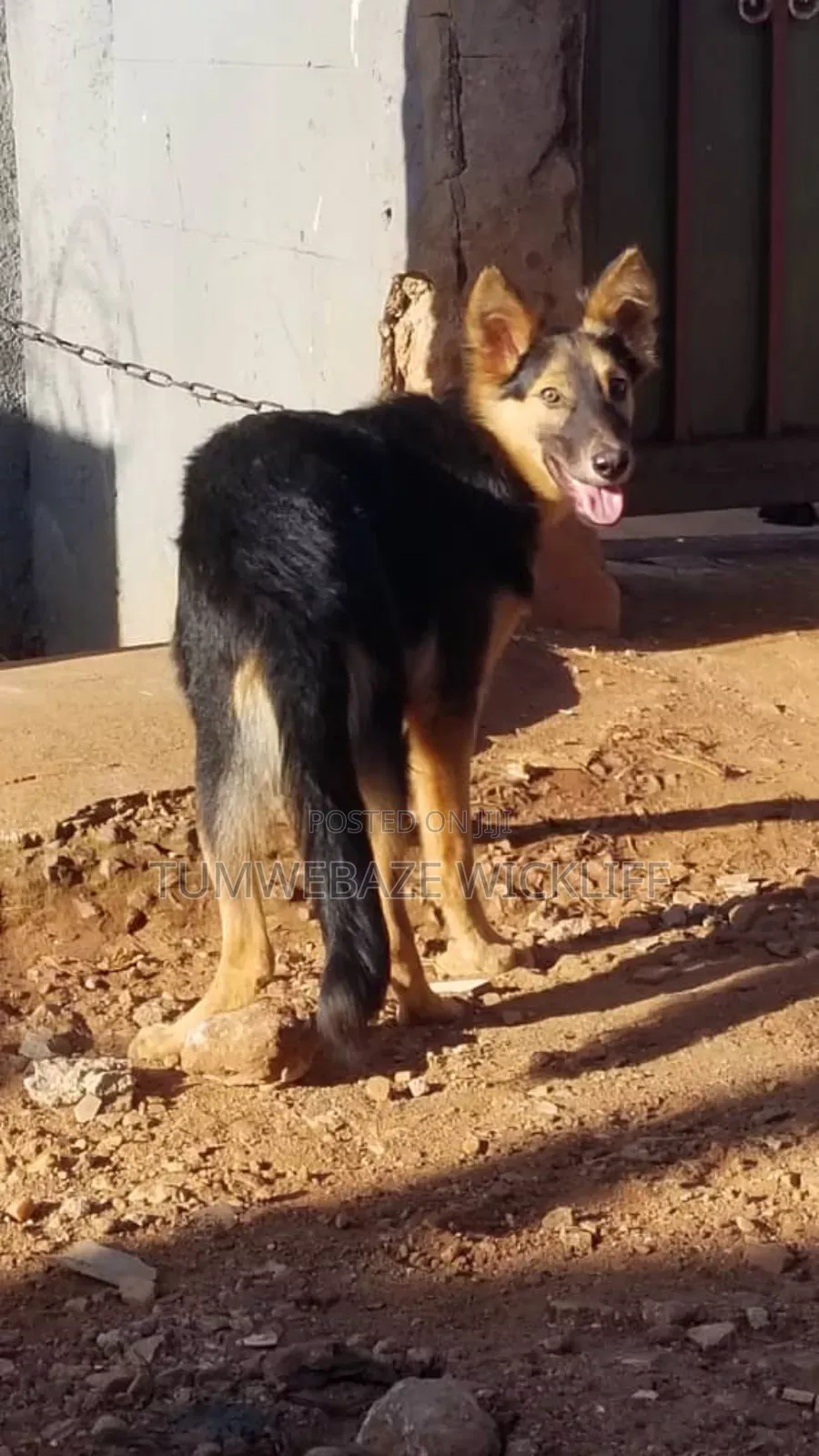 6-12 months Male Purebred German Shepherd