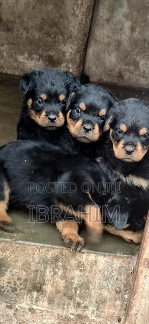 1-3 months Male Purebred Rottweiler