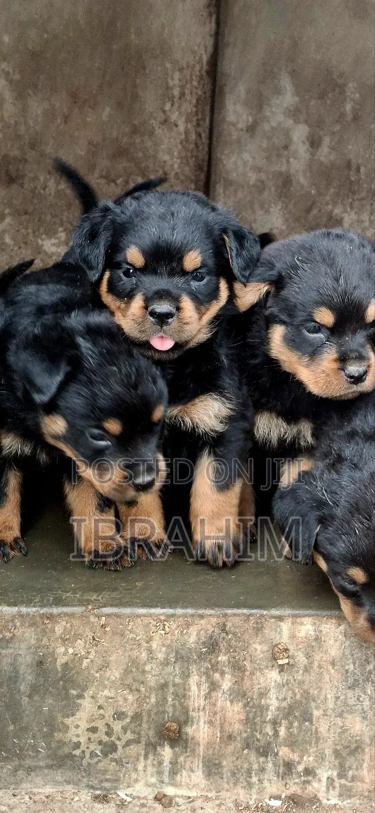 1-3 months Male Purebred Rottweiler