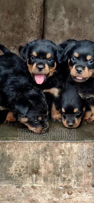 1-3 months Male Purebred Rottweiler