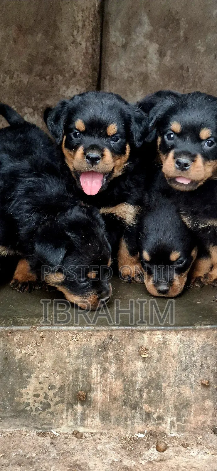 1-3 months Male Purebred Rottweiler