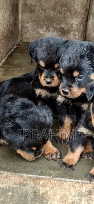 1-3 months Male Purebred Rottweiler